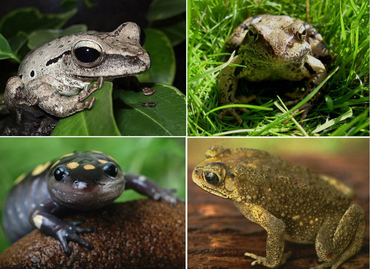Жаба и ящерица