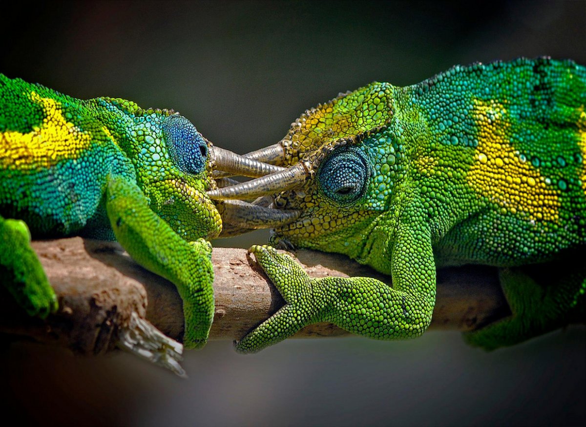 Ящерица хамелеон