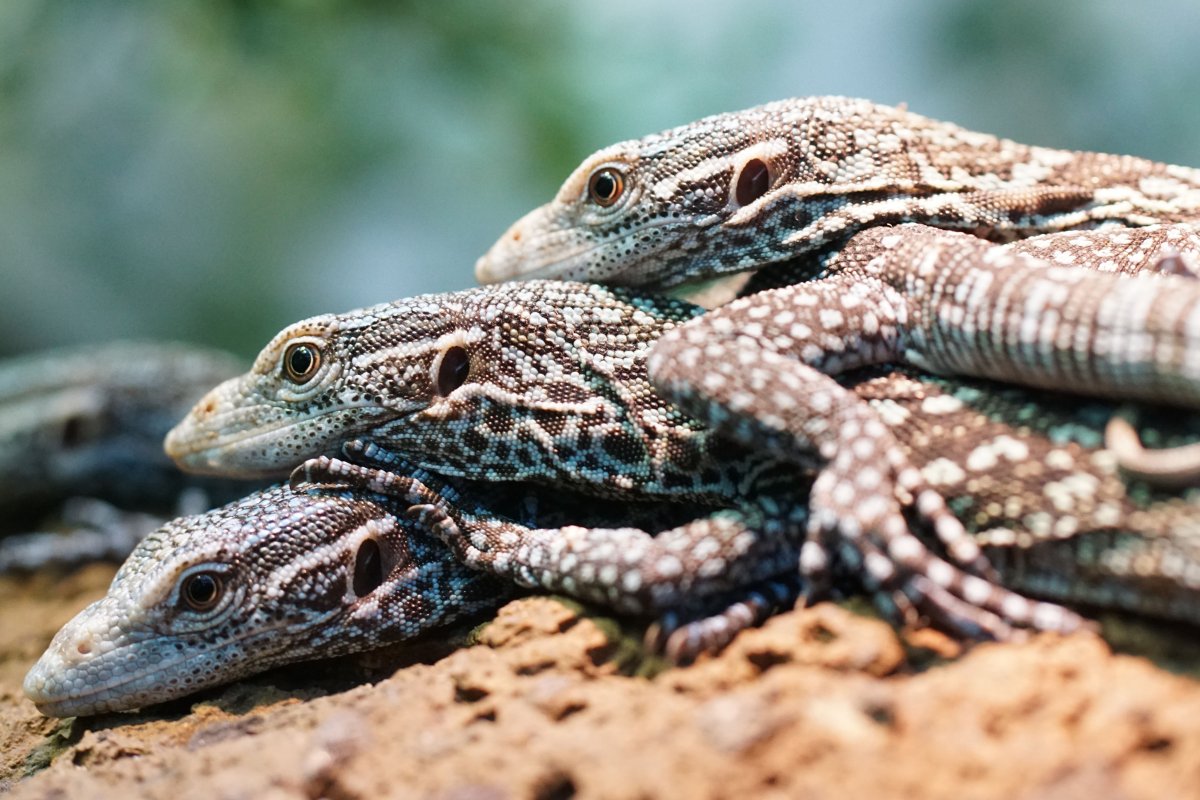 Рептилии и амфибии