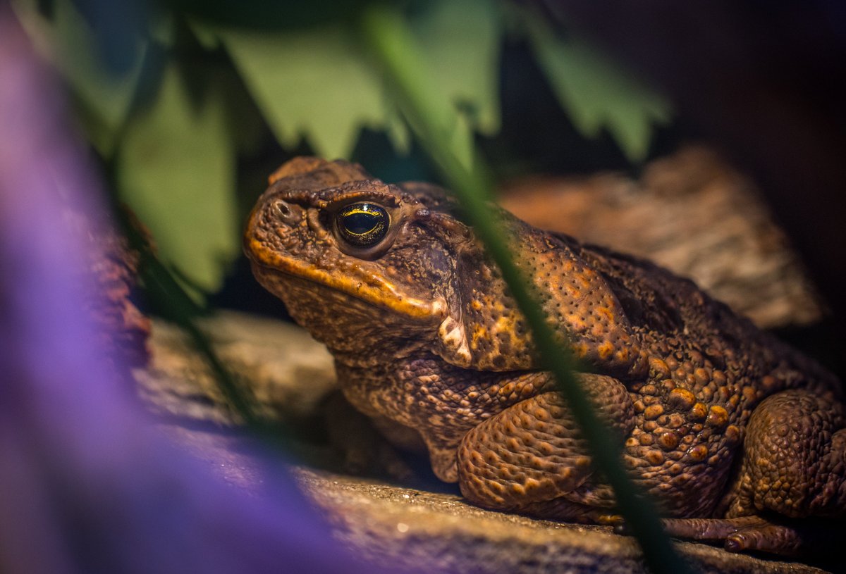 Рептилии амфибии и пресмыкающиеся