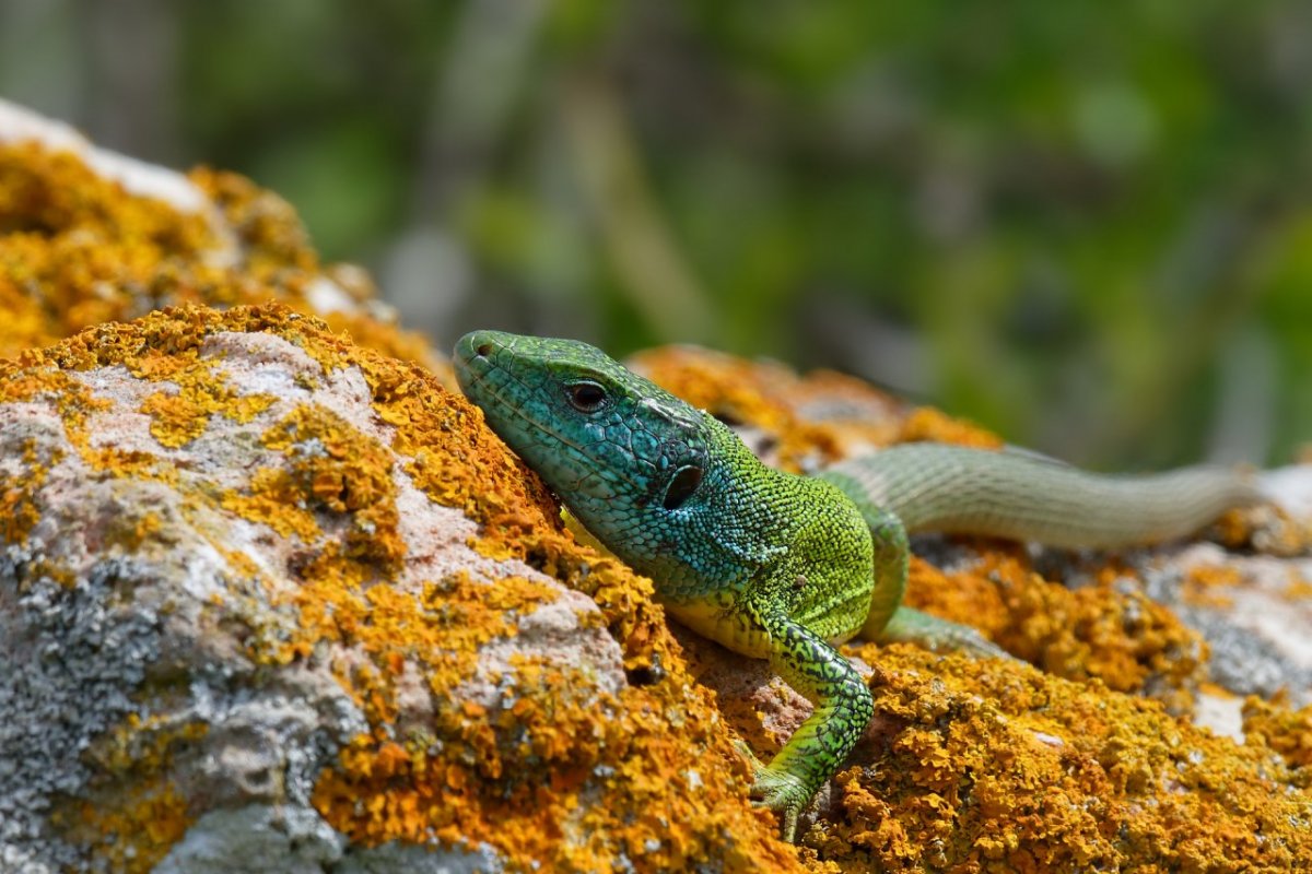 Лацертида ящерица