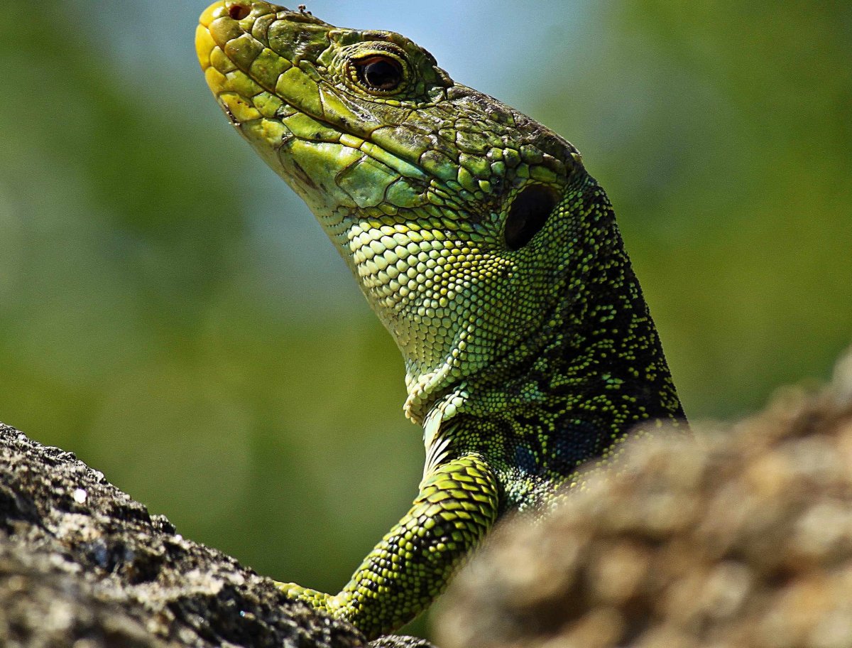 Ящерица это земноводное или пресмыкающееся