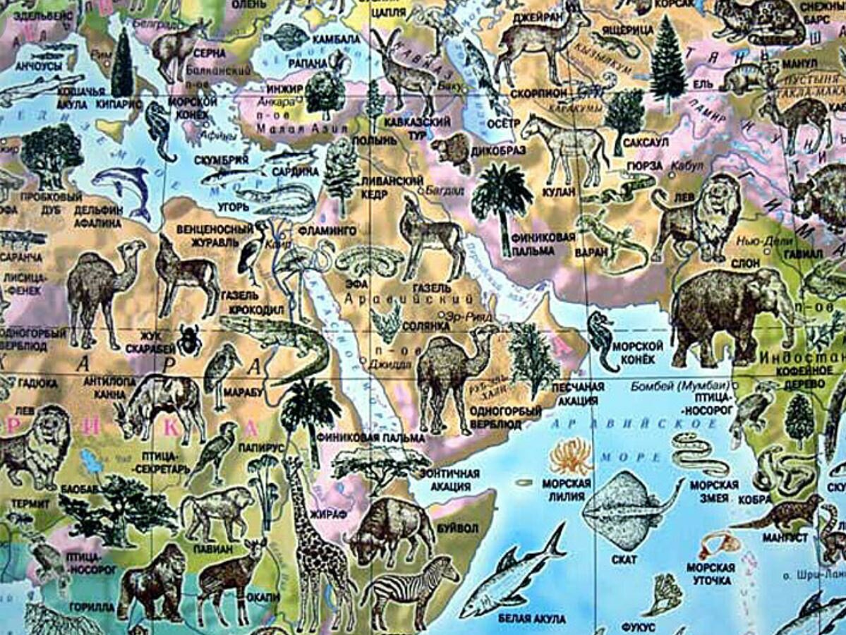 Карта животных