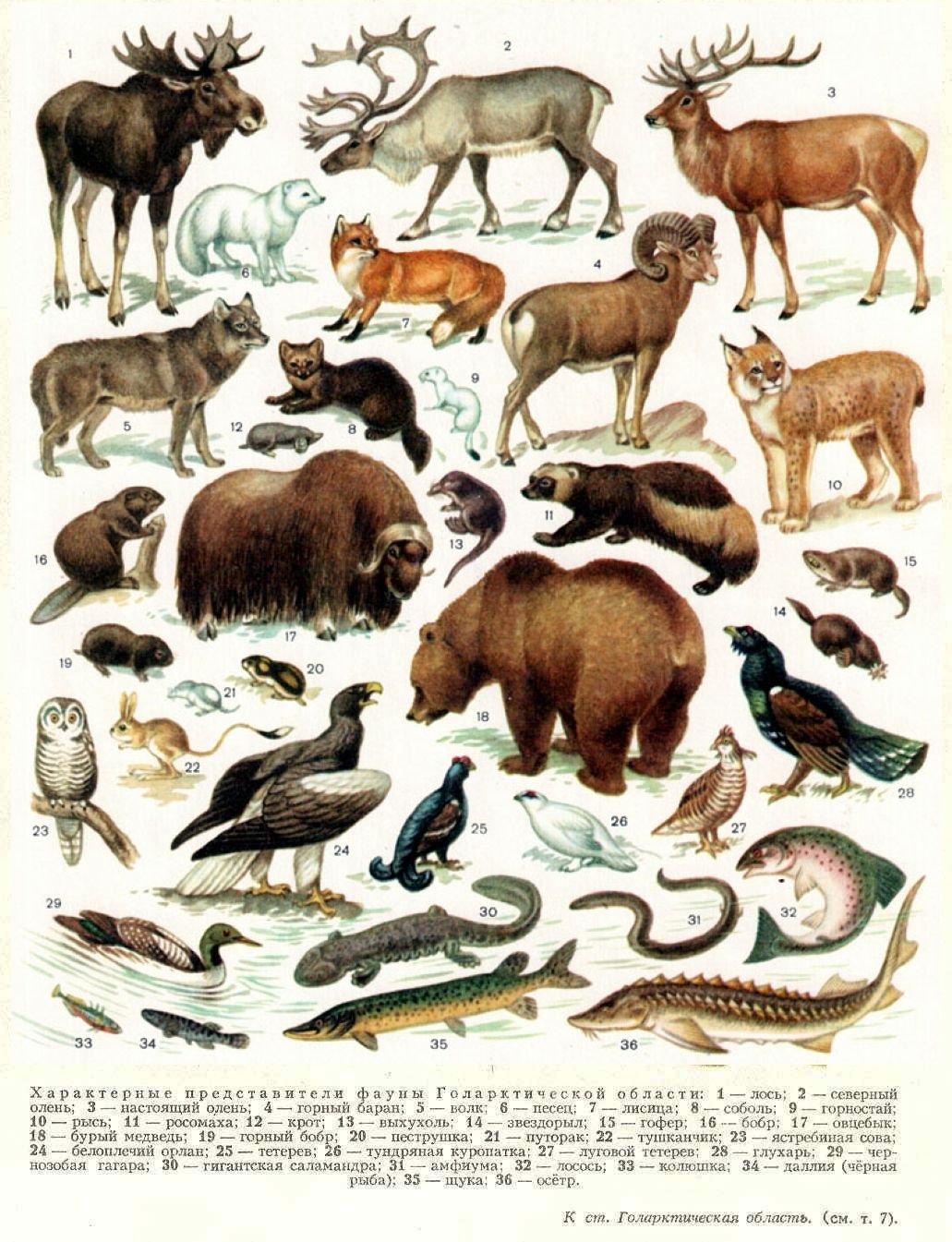 Животный мир Европы