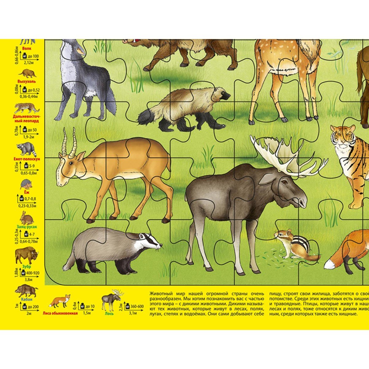 Животные России для дошкольников