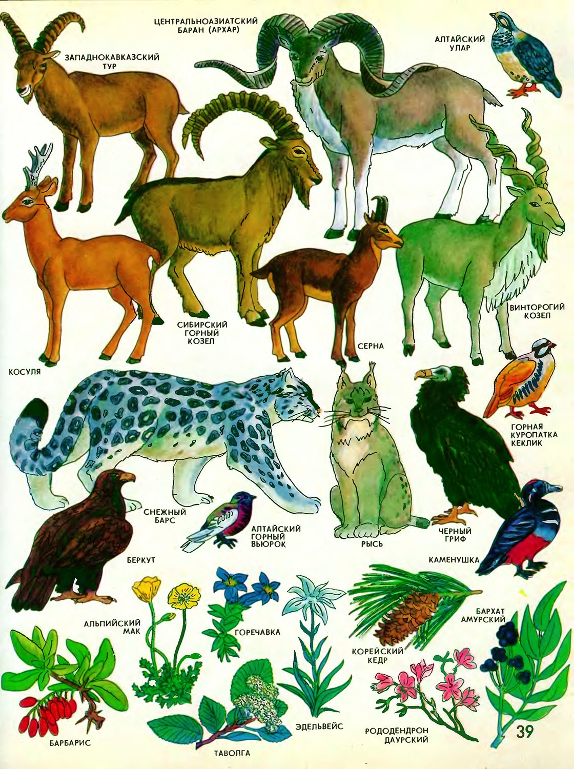 Детский атлас животных