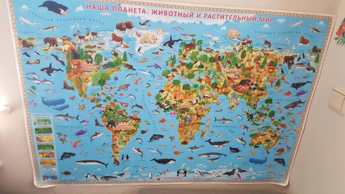 Карта животных мира