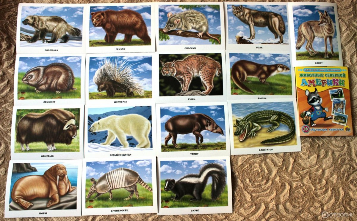 Список диких животных для детей