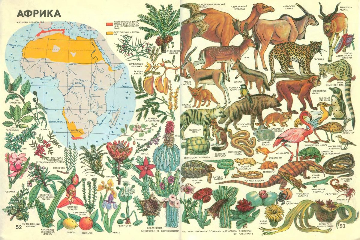 Проф-пресс обучающие карточки, животные Африки