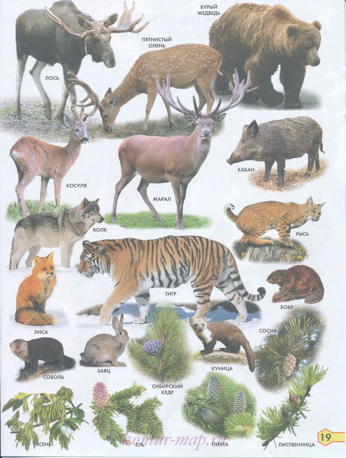 Животные средней полосы