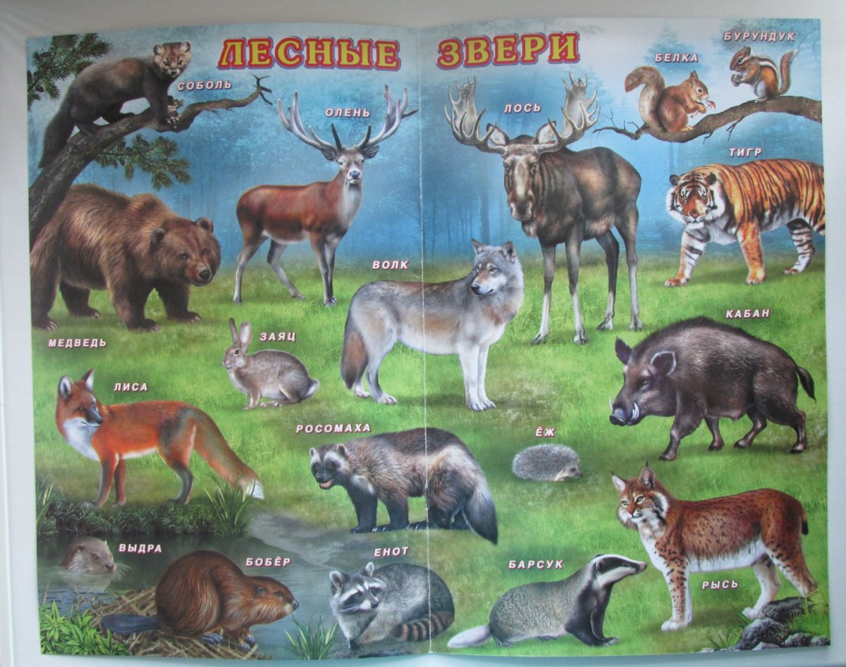 Животные России для детей
