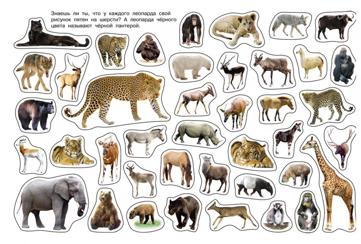 Дикие животные