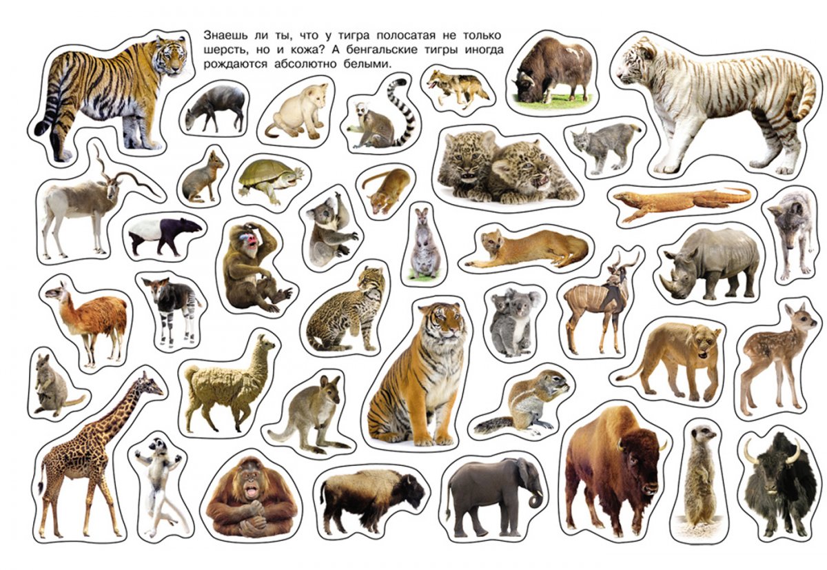 Животные обитающие на территории России