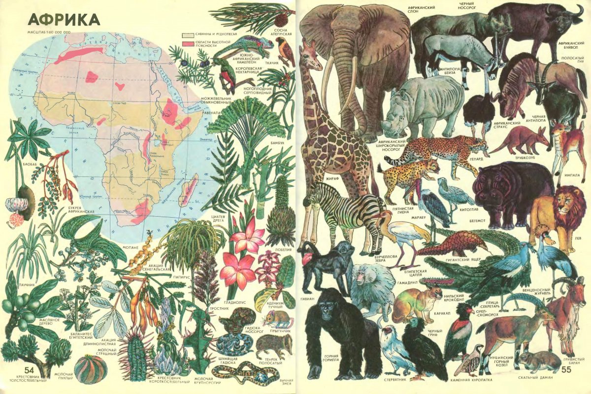 Карточки с изображением животных