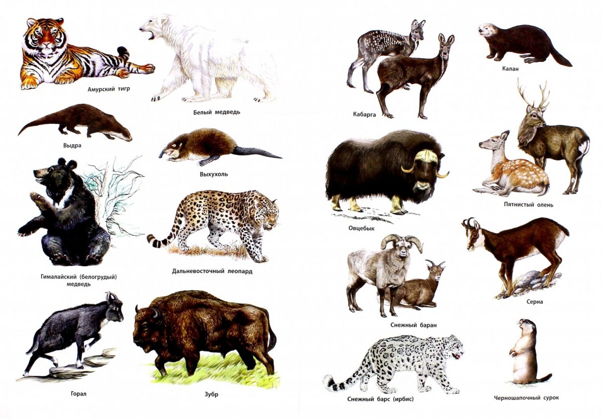 Карта животных России