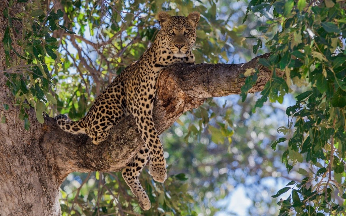 Леопард на дереве