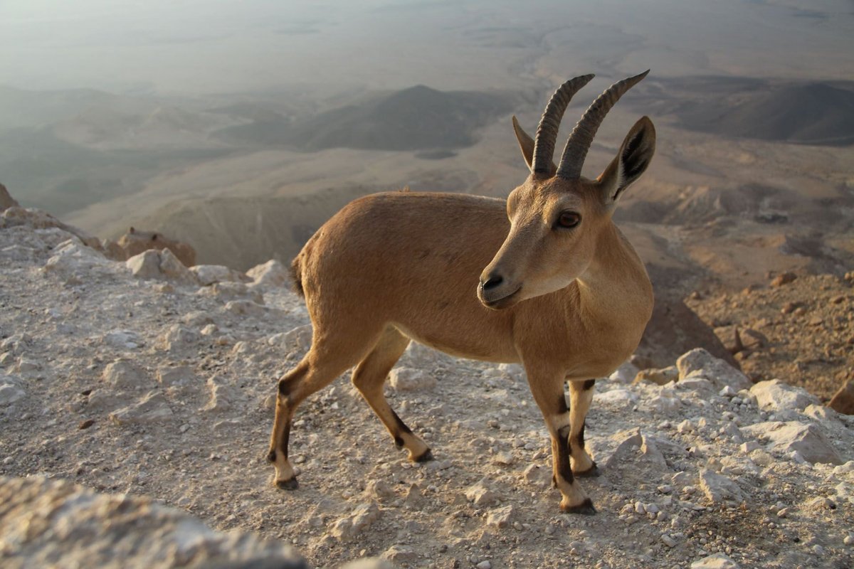 Горный козел в Кемере