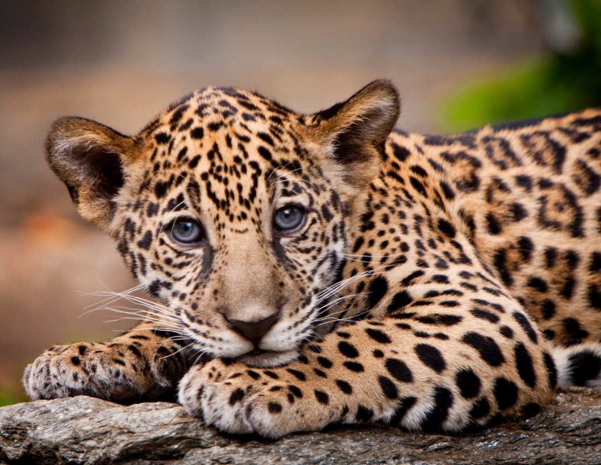 Детеныш леопарда