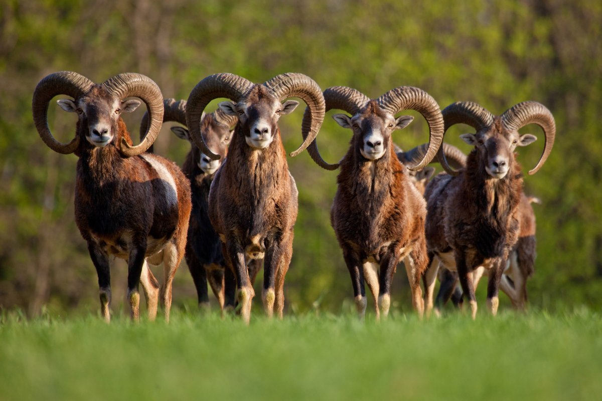 Леопард в джунглях