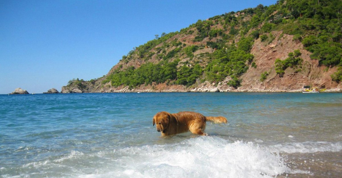 Флора и фауна Греции