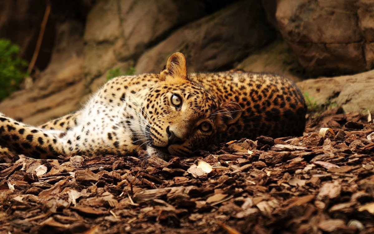 Африканская антилопа Импала