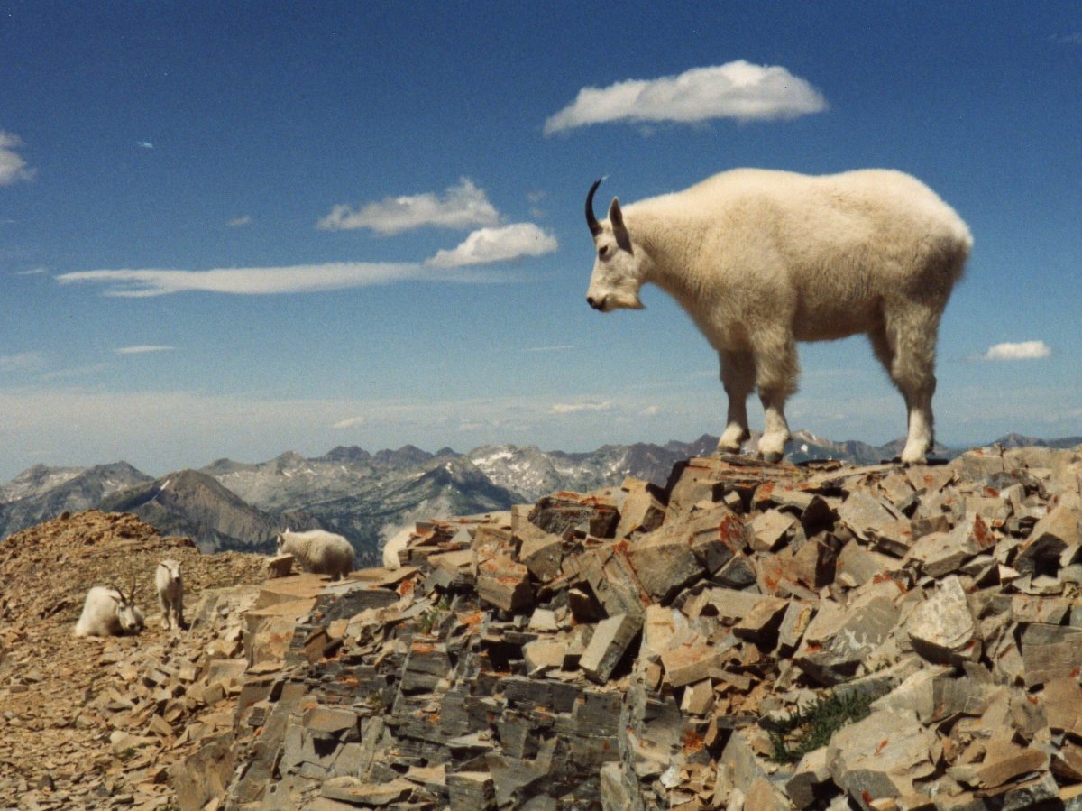 Леопард фото