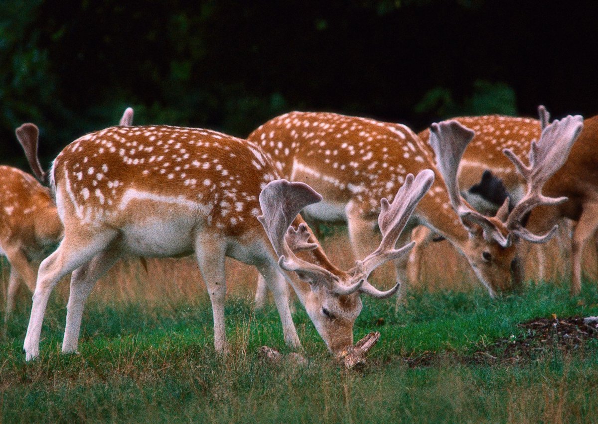 Дикий баран муфлон