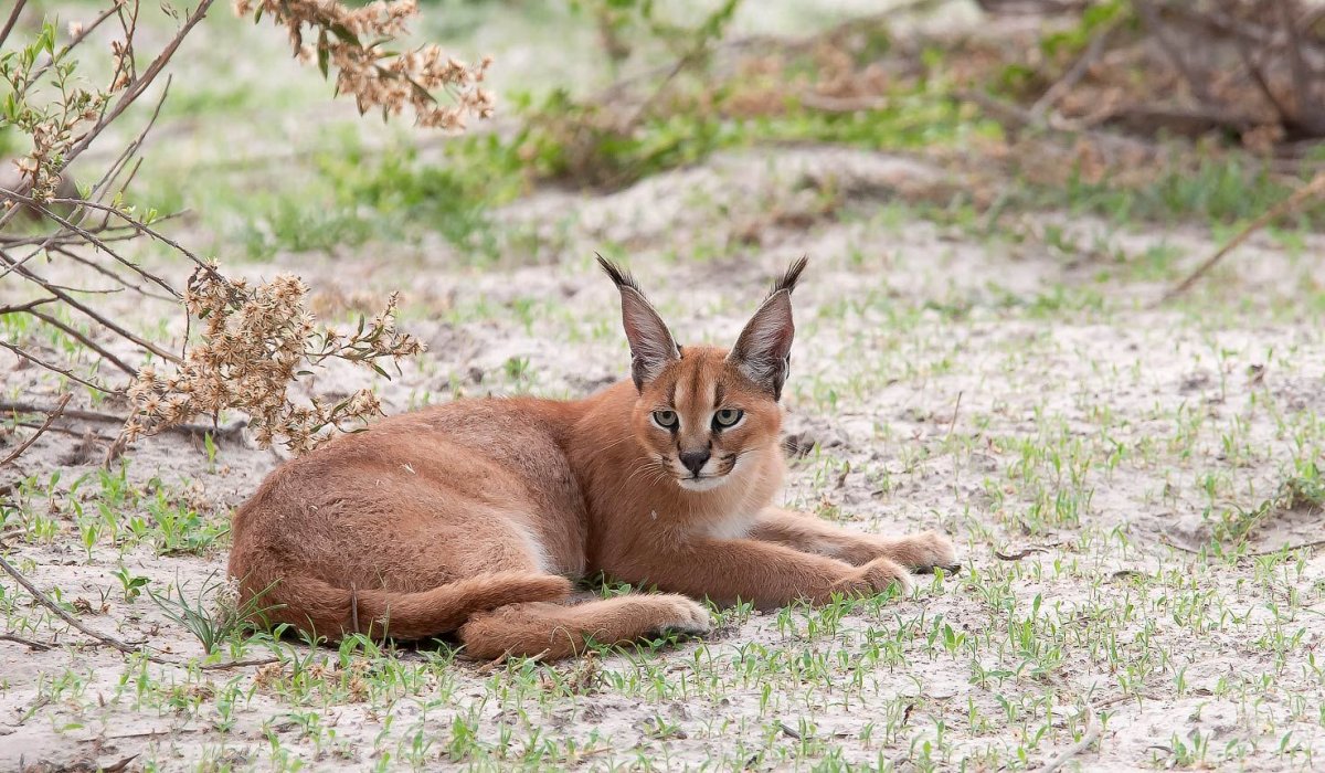 Степная кошка каракал