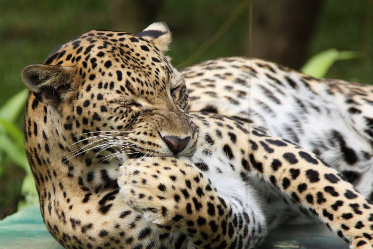 Снежный Барс и леопард