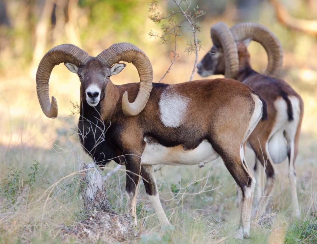 Млекопитающие фото для детей