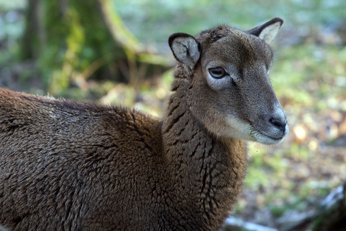 Горный козёл Хорн