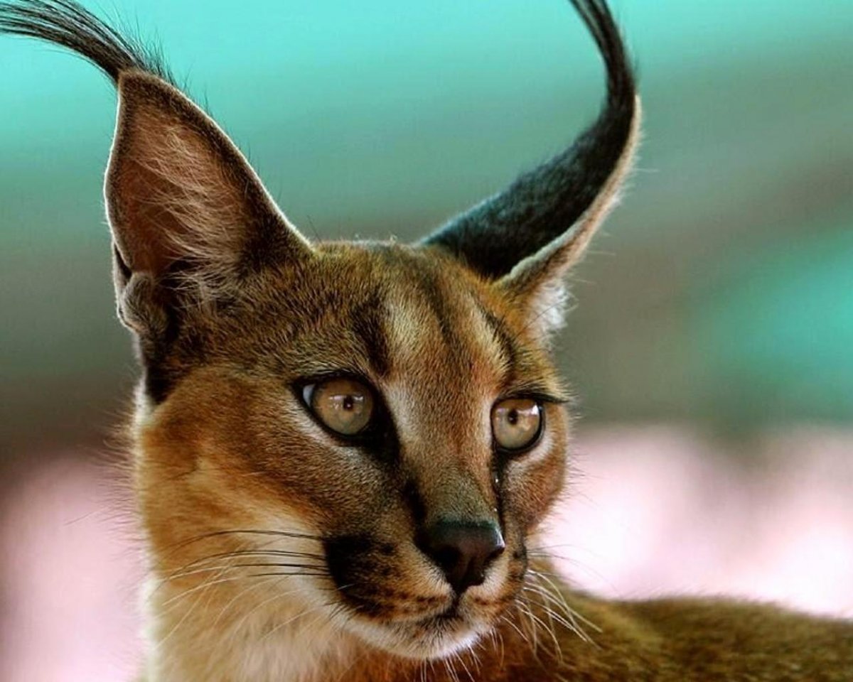 Иранская Лань