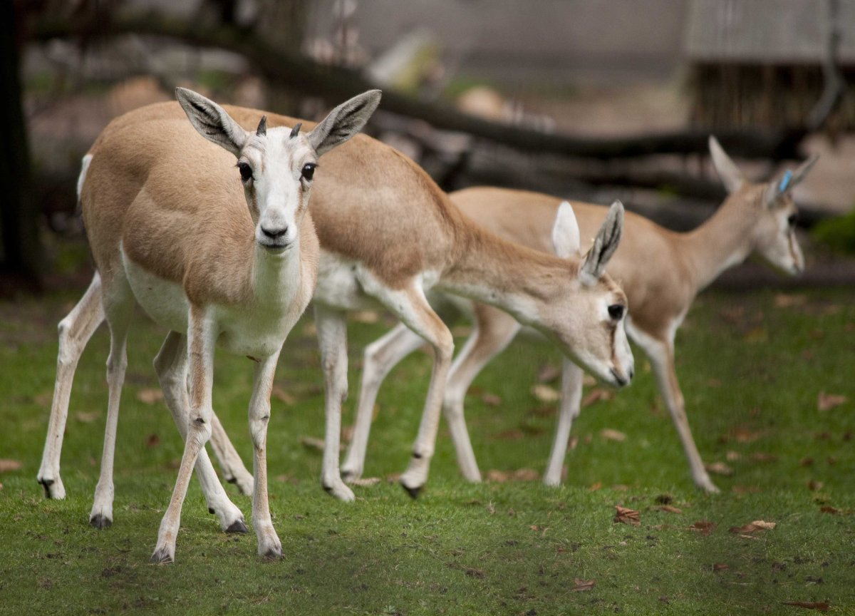 Индокитайский леопард