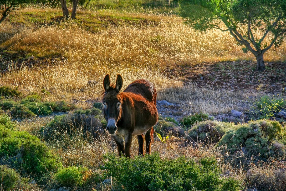 Пустынная лиса