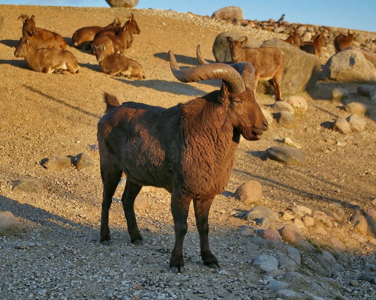 Горные козлы Ибексы
