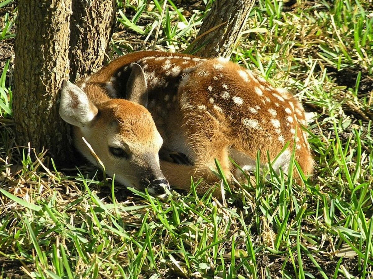 Снежный Барс крупный хищник семейства кошачьих