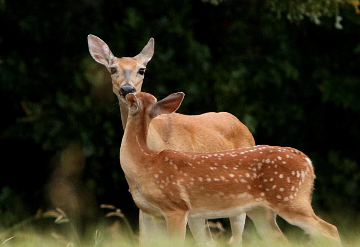 Дикий горный баран муфлон