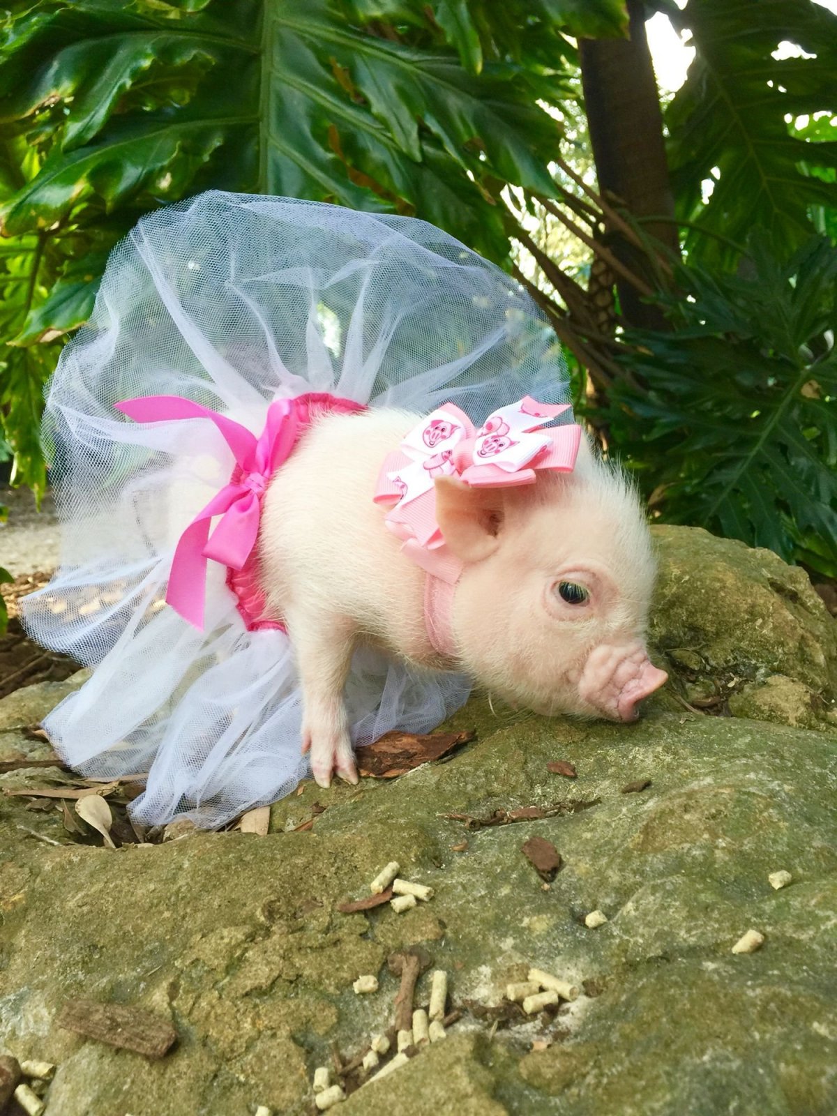 Карликовая свинья минипиг