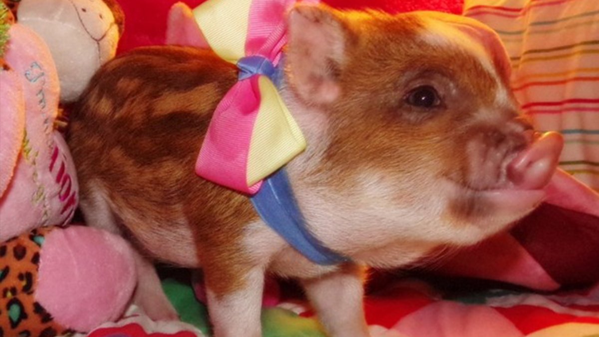 Декоративные настоящее свинья