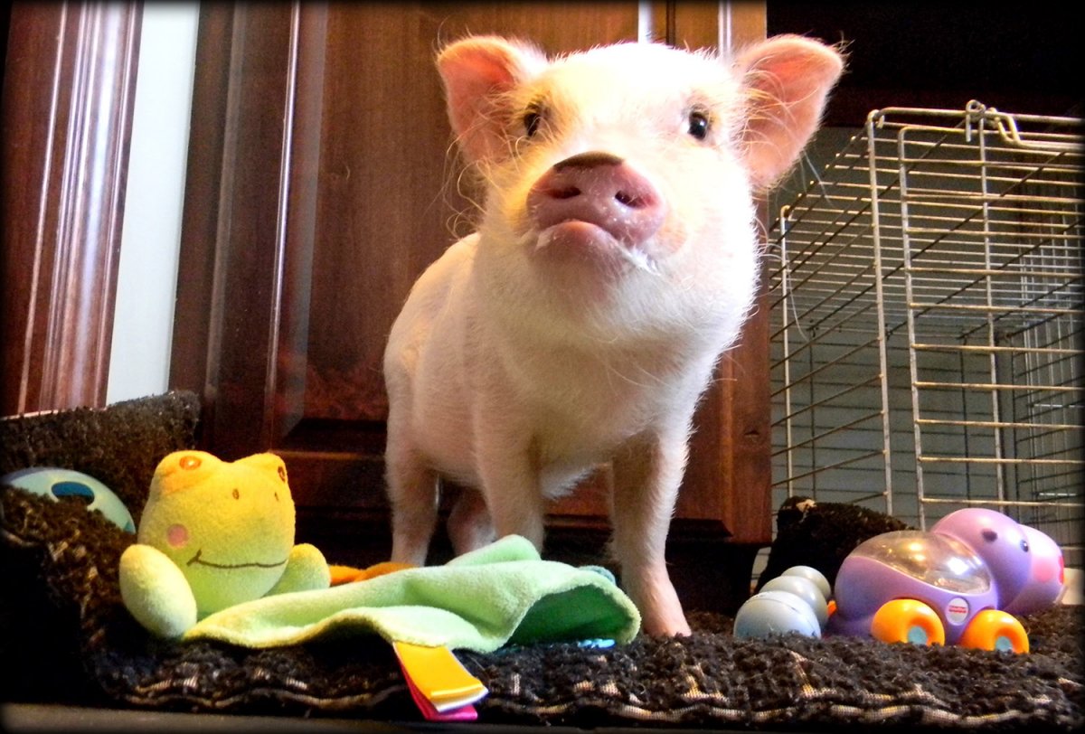 Минипиг майялино