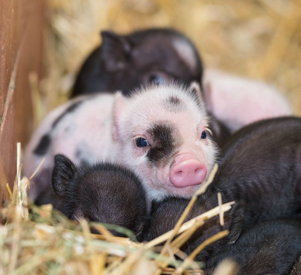 Минипиг карликовый