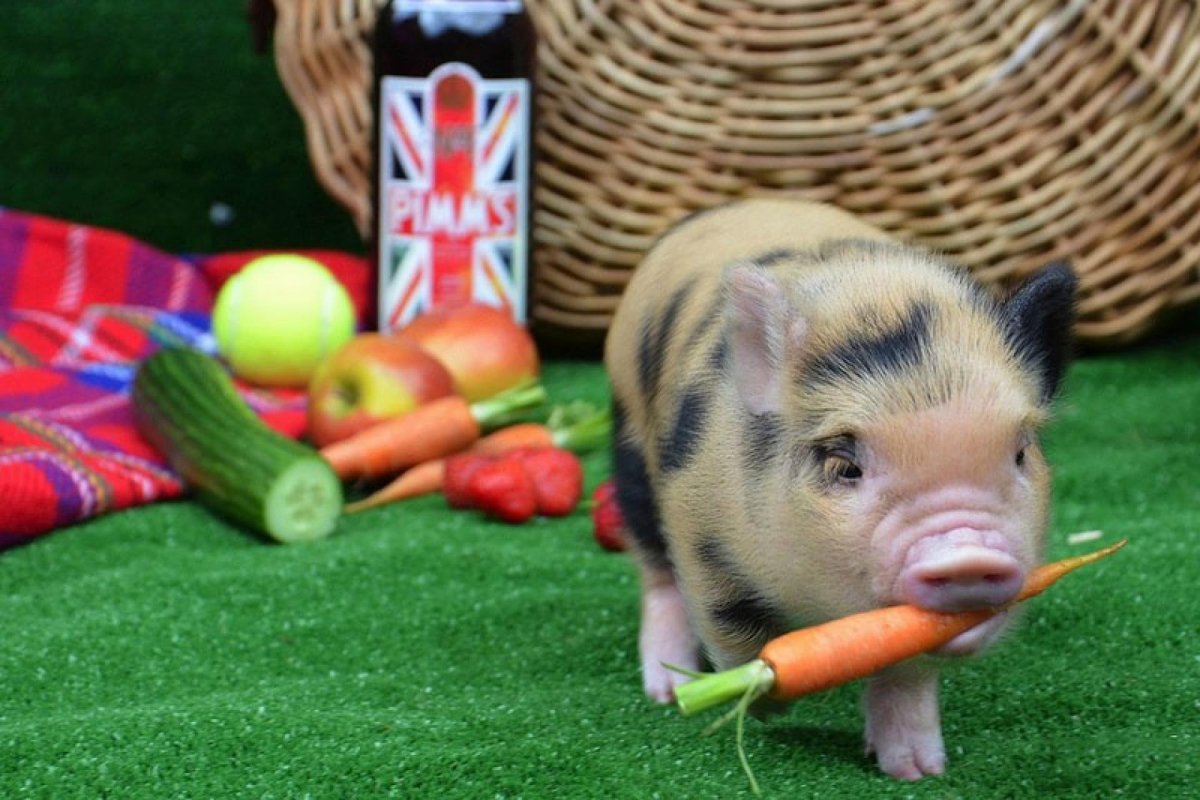 Геттингенский минипиг