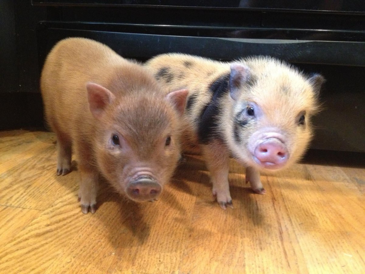 Свинья породы минипиг