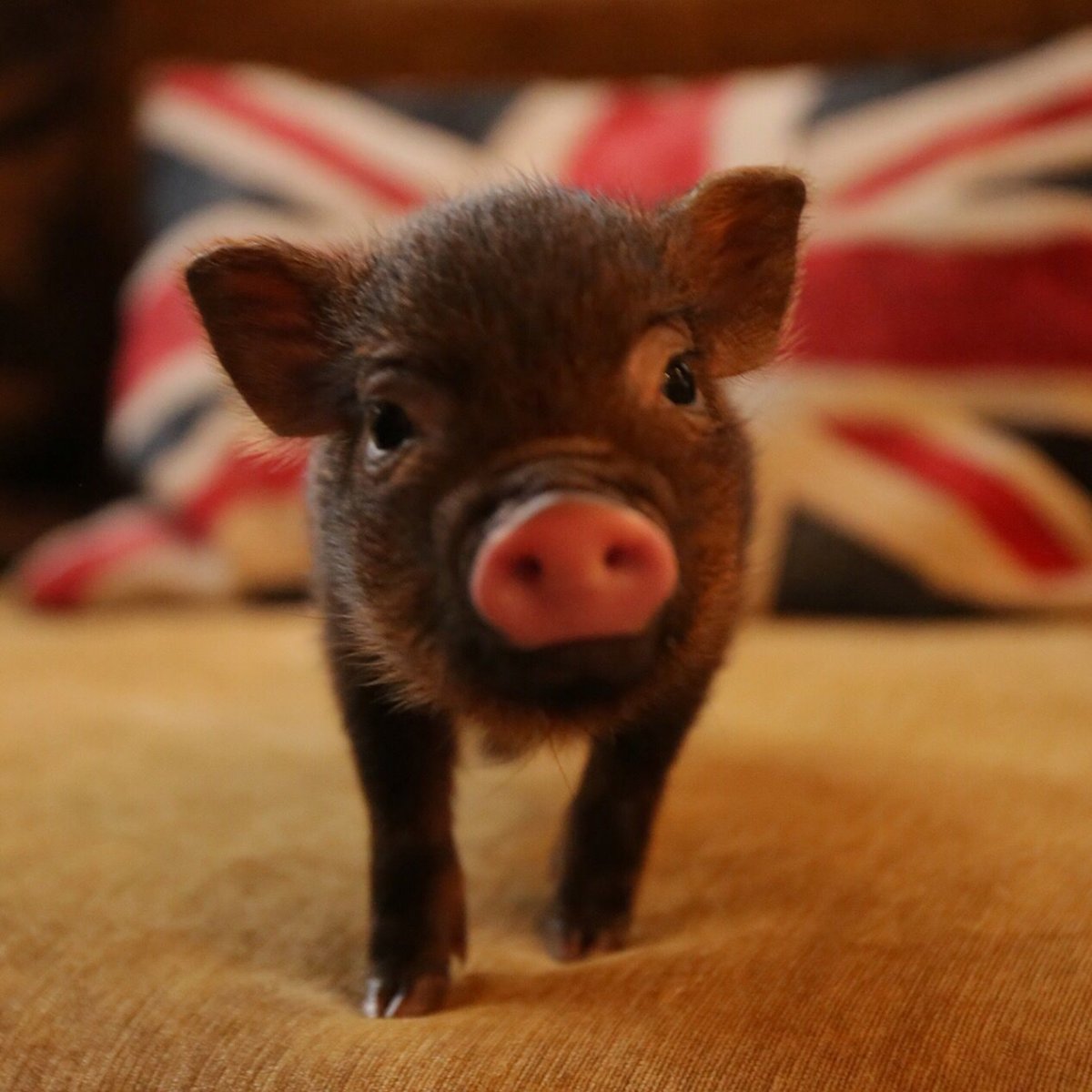 Геттингенский минипиг