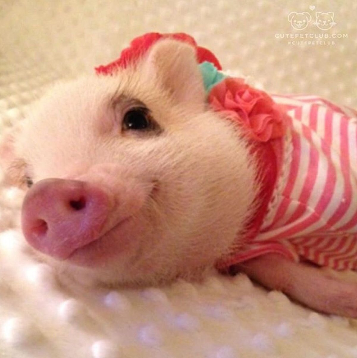 Пиглет Свинка