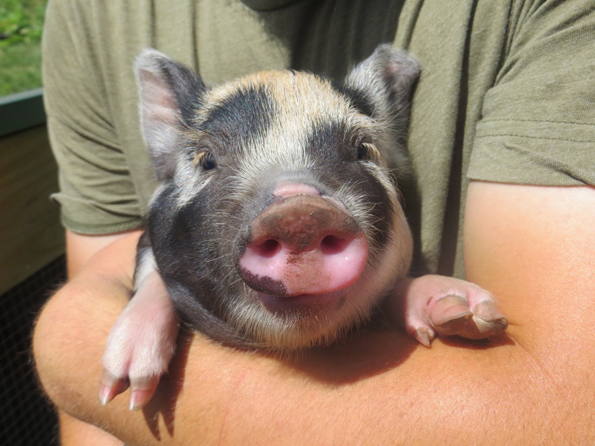 Мини Пиги майялино