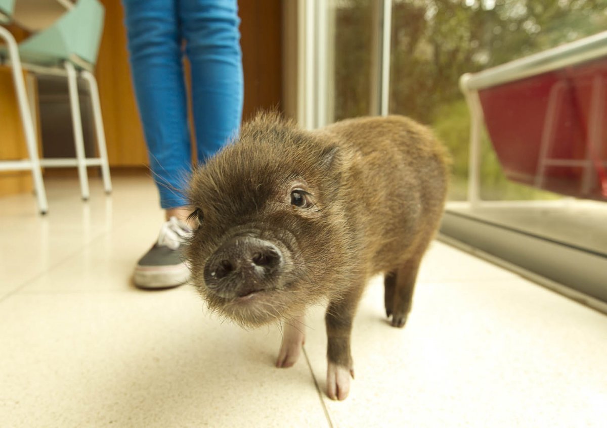 Мини Пиги домашние