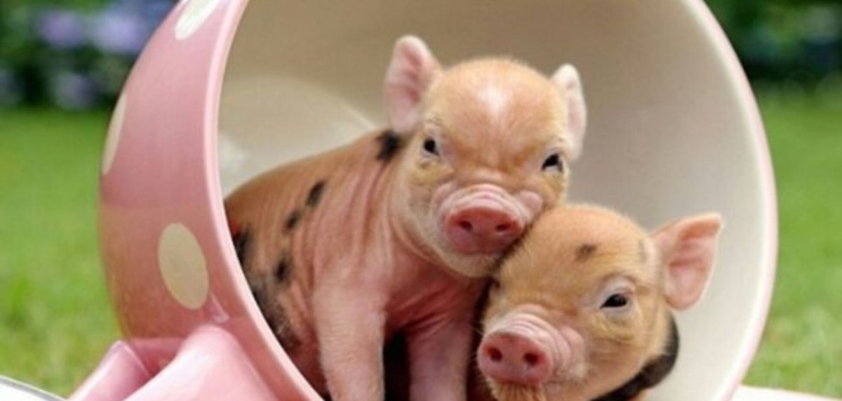 Мини Пиги