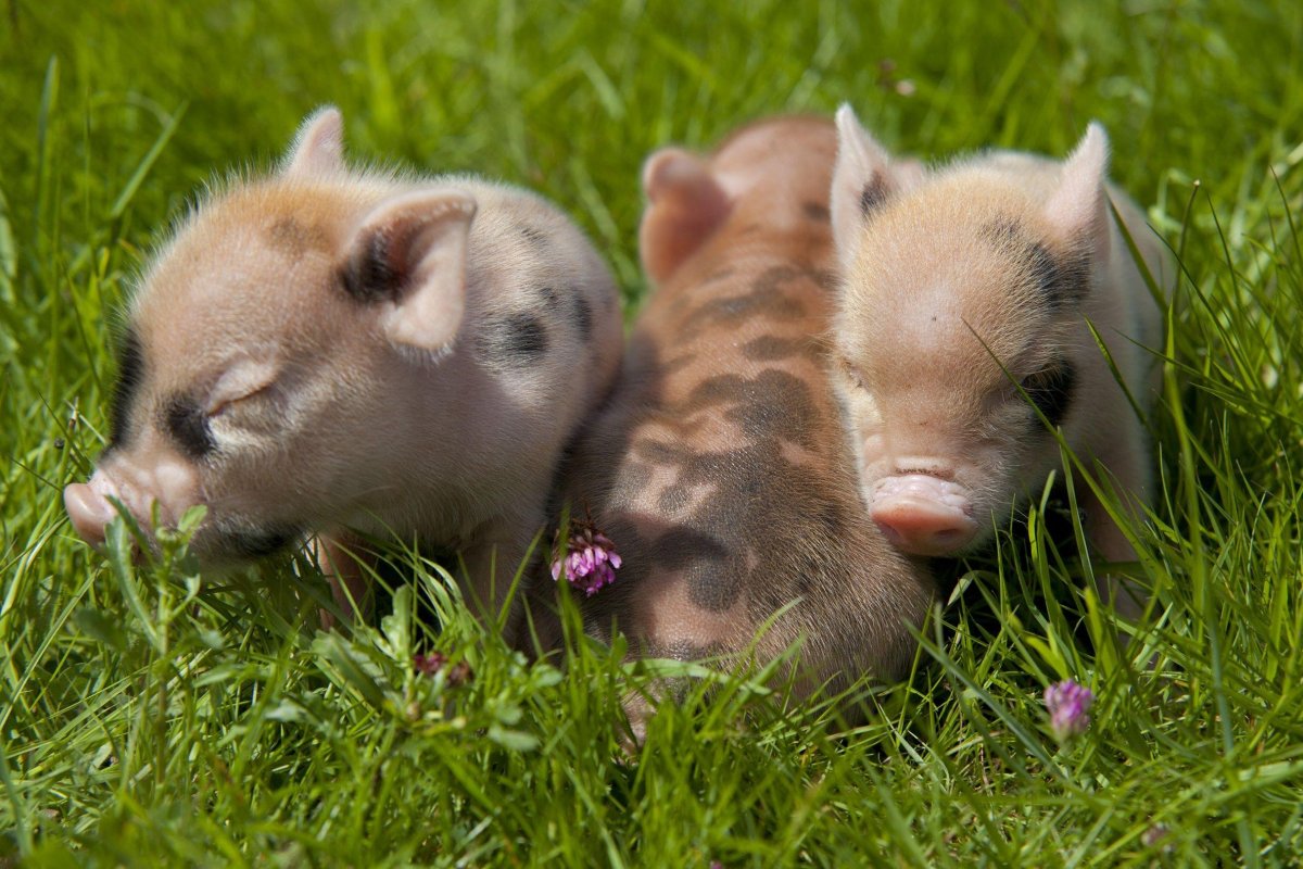 Сибирский минипиг