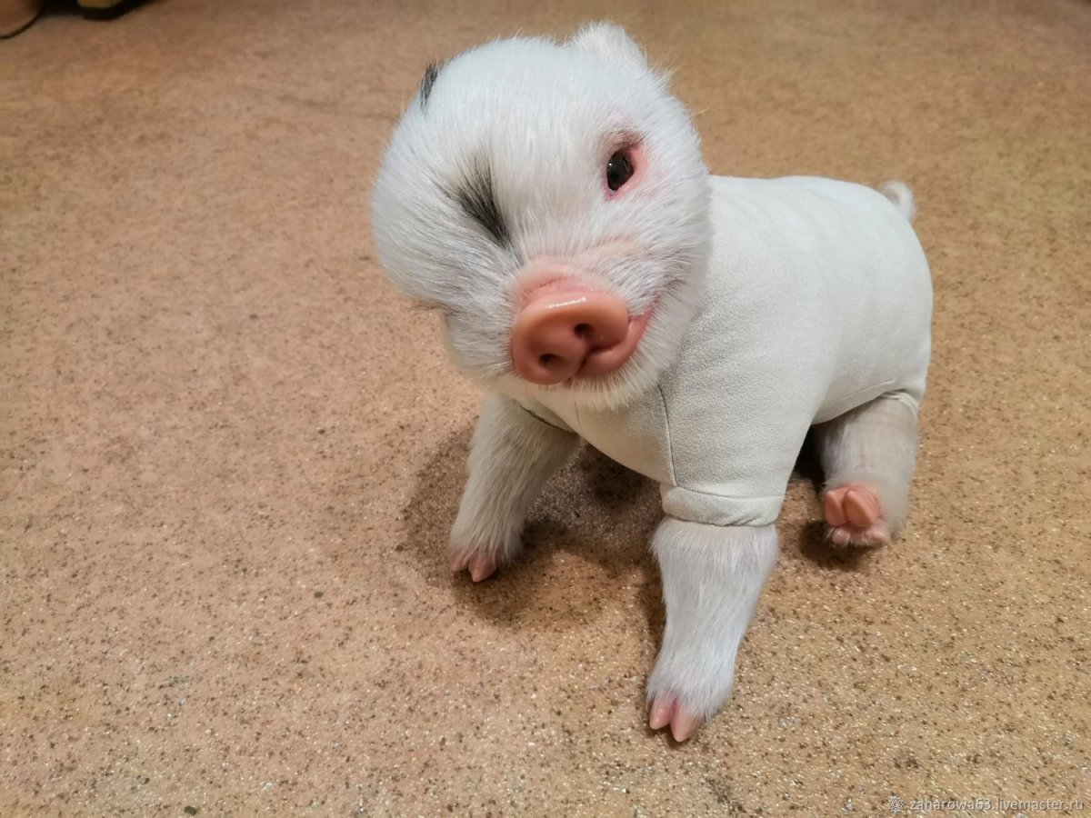 Карликовые мини Пиги
